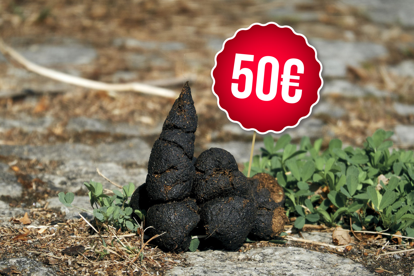 50€ le caca de chien : sanctions doublées pour les déchets sauvages